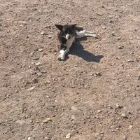 فروشی پاکوتاه سرابی