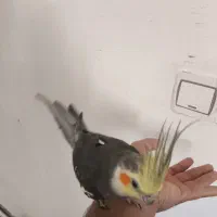 عروس هلندی سخنگو