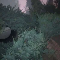 گل و گیاه تزیینی|گل و گیاه طبیعی|کرج, کیانمهر|دیوار