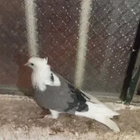 فروش کبوتر  سرور گجله