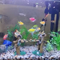 آکواریوم ماهیران|ماهی|قرچک, میرزائی جنوبی|دیوار