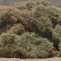 خار تخمدار