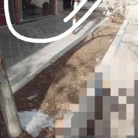 اجاره یا رهن کامل مغازه خیابان شهید سمیع