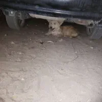 سگ پاکوتاه