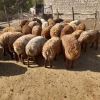 بره نر|حیوانات مزرعه|کوهدشت, |دیوار