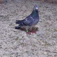 سلام دو عدد کبوتر مسافتی نر  گرفتنی