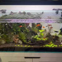 اکواریوم رملس کلیر پلنت|ماهی|کرج, شهرک بنفشه|دیوار