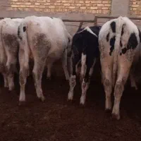 گوساله نر ۲۵۰|حیوانات مزرعه|شال, |دیوار