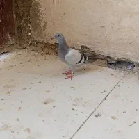 فروش کفتر
