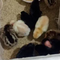 جوجه مرغ محلی