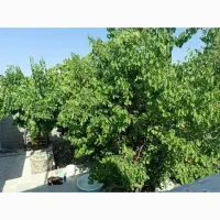 واحد ویلایی 35کیلومتری جیرفت جبالبارز محمدآباد