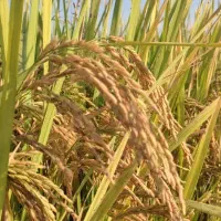 شلتوک درجه یک|خوردنی و آشامیدنی|اهواز, اسماعیلیه|دیوار