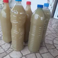 ابغوره