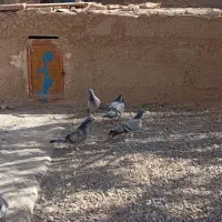 کبوتر|پرنده|خاش, |دیوار