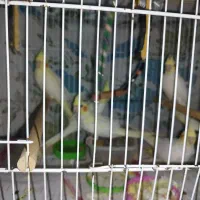 طوطی هلندی لوتینو|پرنده|بابل, |دیوار