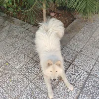 سگ ساموییدماده معاوضه با،|سگ|اصفهان, باغ زیار|دیوار