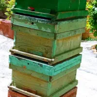 فروش دویست عدد کندو دست دو چوب روسی