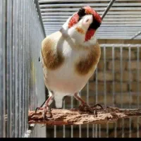 سهره چونه سفید مهر ابلغ دونشان|پرنده|اردبیل, |دیوار