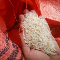 تولیدوفروش‌انواع‌برنج‌ های ‌معطراستان‌گیلان‌شهرشفت|خوردنی و آشامیدنی|شفت, |دیوار