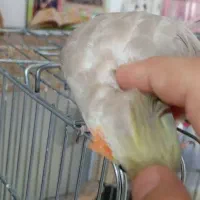 عروس هُلَندی قهوه ای