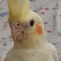 عروس هلندی جوجه دو ماهه