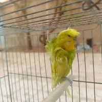 مرغ عشق پروانه ای|پرنده|شاهینشهر, فدک|دیوار