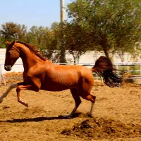 مادیان پرشی ترکمن|اسب و تجهیزات اسبسواری|تهران, خلیج فارس|دیوار