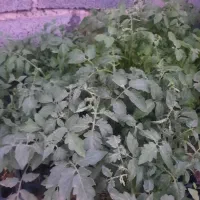 نشا گوجه وفلفل