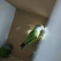 طوطی سنگال مولد راهب گرینچیک خورشیدی لوری|پرنده|پاکدشت, پاکدشت (مامازند)|دیوار