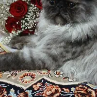 گربه پرشین