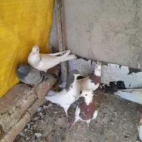 کبوتر دورگ، کله،وخوشرنگ