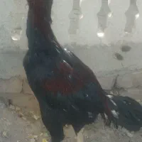 دوتا خروس لاری یک مرغ ویک جوجه