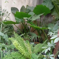 به گلخانه کوچیک ما خوش امدین|گل و گیاه طبیعی|رشت, کوی امام رضا|دیوار