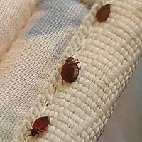 سم پاشی سوسک، ساس، باضمانت یک سال بامهر فاکتور