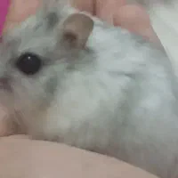 همستر کمپل نر سفید طوسی