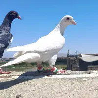 کفتر بومب سارسو