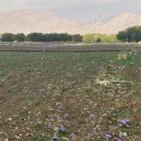 گل زعفران