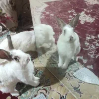 یک جفت خرگوش نر و ماده