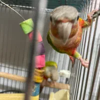 ۴ جفت گرینچیک|پرنده|شهریار, شهریار|دیوار