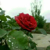 مهلت ثبت نام درقرعه کشی تاامشب