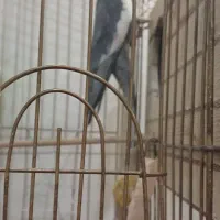 عروس هلندی|پرنده|مشکین‌دشت, |دیوار