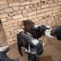 گوسفند