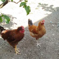 مرغ و خروس