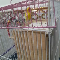 عروس هلندی ماده اماده|پرنده|زاهدان, |دیوار