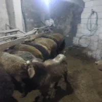 دام سبک گوسفند نر متوسط یکساله