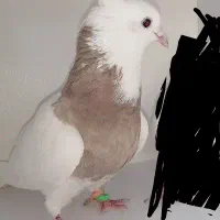 تار شده