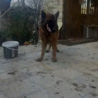 فروش|سگ|صدرا-فارس, باغشهر گلبهار صدرا|دیوار