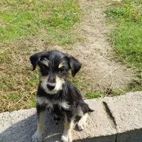 سگ کوچولو (پاکوتاه )