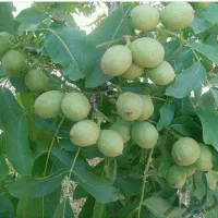 گردو کاغذی گردو چندلر فرنور زردآلو گیلاس