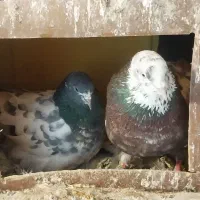 کبوتر|پرنده|هشترود, |دیوار